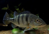 X1 Azul Peacock Bass Cichlid - South American Sml/Med 1"-2" Fresh Water-Freshwater Fish Package-www.YourFishStore.com