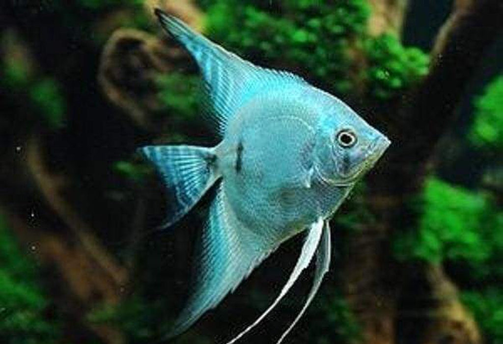X1 Bicolor Blue Angel Fish Med 2"-3" Fresh Water