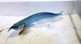 X1 Blueberry Silver Arowana Sml/Med-Freshwater Fish Package-www.YourFishStore.com