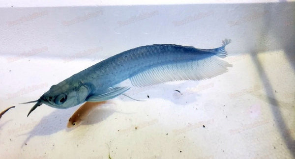 X1-Blueberry-Silver-Arowana-