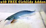 X1 Blueberry Silver Arowana Sml/Med + X10 Cichlid - Freshwater-Freshwater Fish Package-www.YourFishStore.com