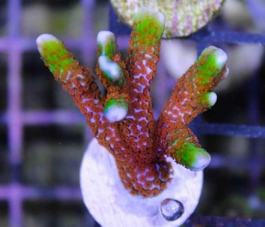 X1 Digitata Forest Fire - Frag Coral Sps - Includes Free Mystery Frag