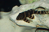 X1 Emperor Pleco Med 2"-3" Tank Cleaners!-Freshwater Fish Package-www.YourFishStore.com