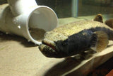 X1 Large Water Cow Goby Fish 5" - 9" Each Freshwater-Freshwater Fish Package-www.YourFishStore.com