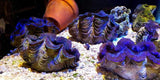 X1 Med Maxima Clam 3" - 4" Each Assorted - Tridacna Aquacultured-Clam Packages-www.YourFishStore.com