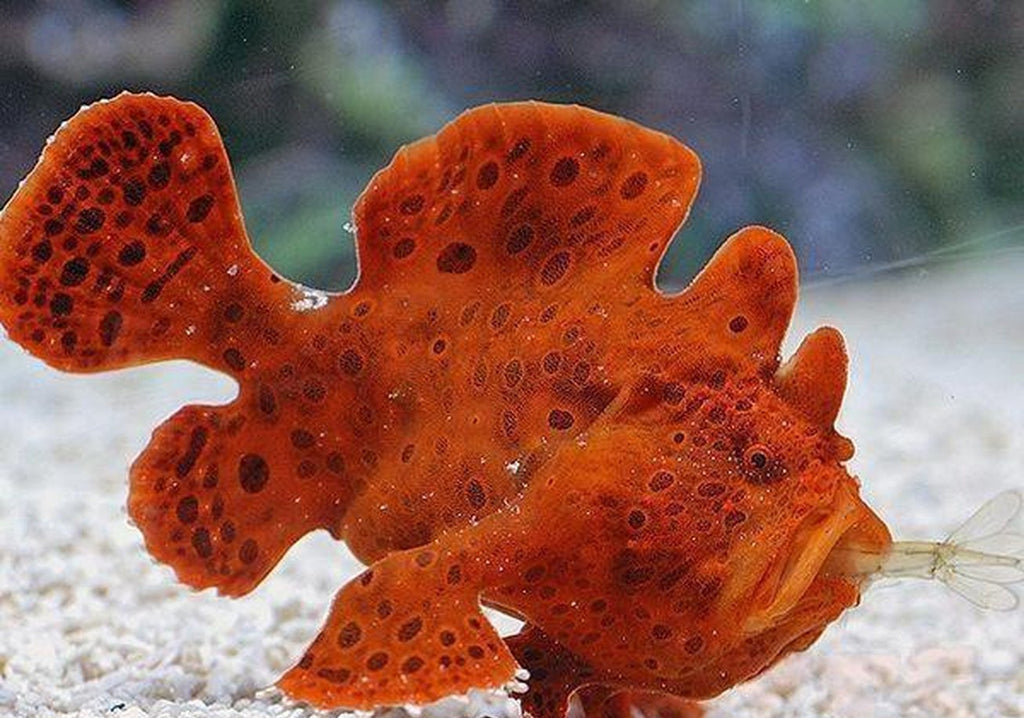 X1 Red Angler (Frogfish) - Lrg 4"-6" Marine - Fish Saltwater Free Shipping