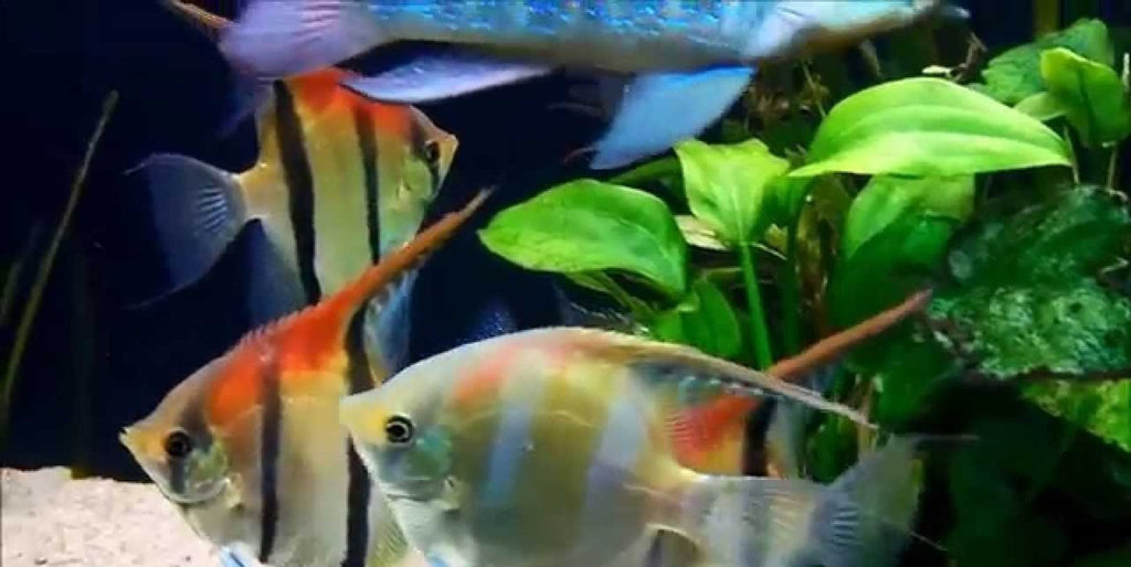 X1 Red Back Angel Amapa Fish Sm/Med 1"-2" Fresh Water