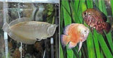 X1 Silver Arowana Md/Lrg Fish 3" - 5" / X5 Assorted Oscar Sml/Med 2"-3" Package-Freshwater Fish Package-www.YourFishStore.com