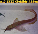 X1 Strawberry Silver Arowana Sml/Med + X10 Cichlid - Freshwater-Freshwater Fish Package-www.YourFishStore.com