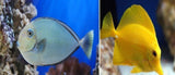 X1 Vlamingi Tang Sml/Med 1" - 2" - X1 Yellow Tang Sml/Med 1"-2"-marine fish packages-www.YourFishStore.com