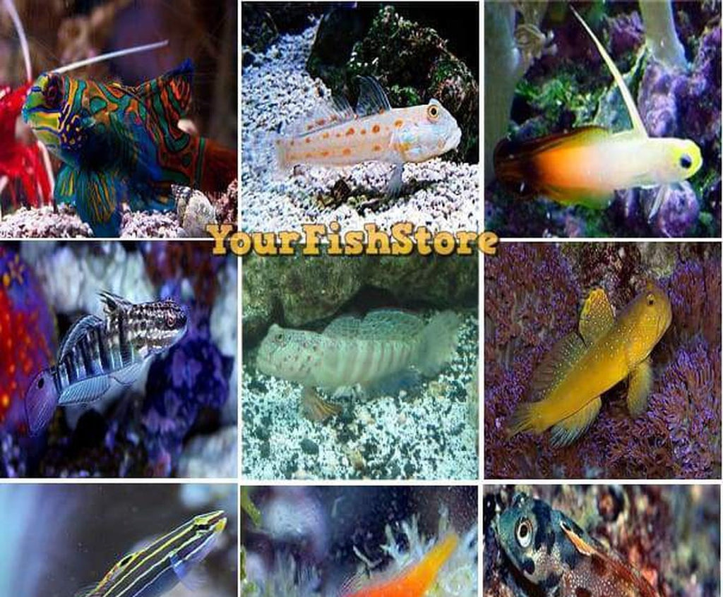 X10 Assorted Goby Fish - Saltwater - Yourfishstore