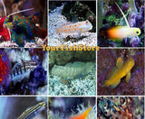 X10 Assorted Goby Fish - Saltwater - Yourfishstore-marine fish packages-www.YourFishStore.com