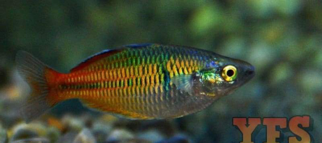 X10 Boesemani Rainbow Fish Freshwater Sml/Med Package *Bulk Save