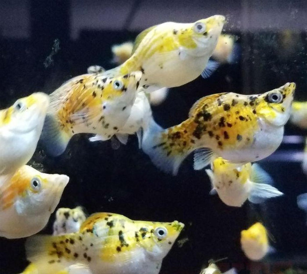 X10 Calico Molly Fish Sml/Med 1" - 2" Each - Freshwater Fish