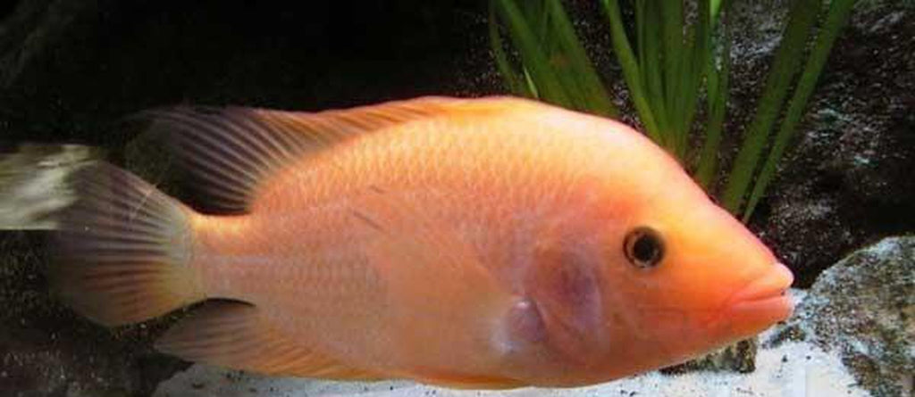 X10 Colored Red Devil Cichlid South American Sml/Med 1"-2" Fresh Water