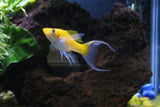 X10 Creamsicle Molly Fish Sml/Med 1" - 2" Each + x10 Assorted Freshwater Plants - Freshwater Fish-Freshwater Fish Package-www.YourFishStore.com