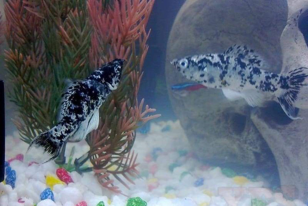 X10 Dalmatian Lyretail Molly Fish Sml/Med 1" - 2" - Freshwater Fish Free Shipping