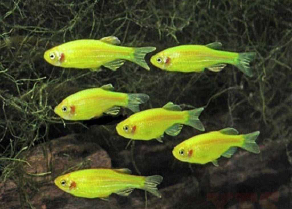 X10 Electric Green Danio - Live Fresh Water Glow Glo Fish