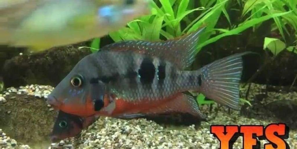 X10 Firemouth Meeki Cichlids Sml/Med 1" - 2" Each Freshwater Fish
