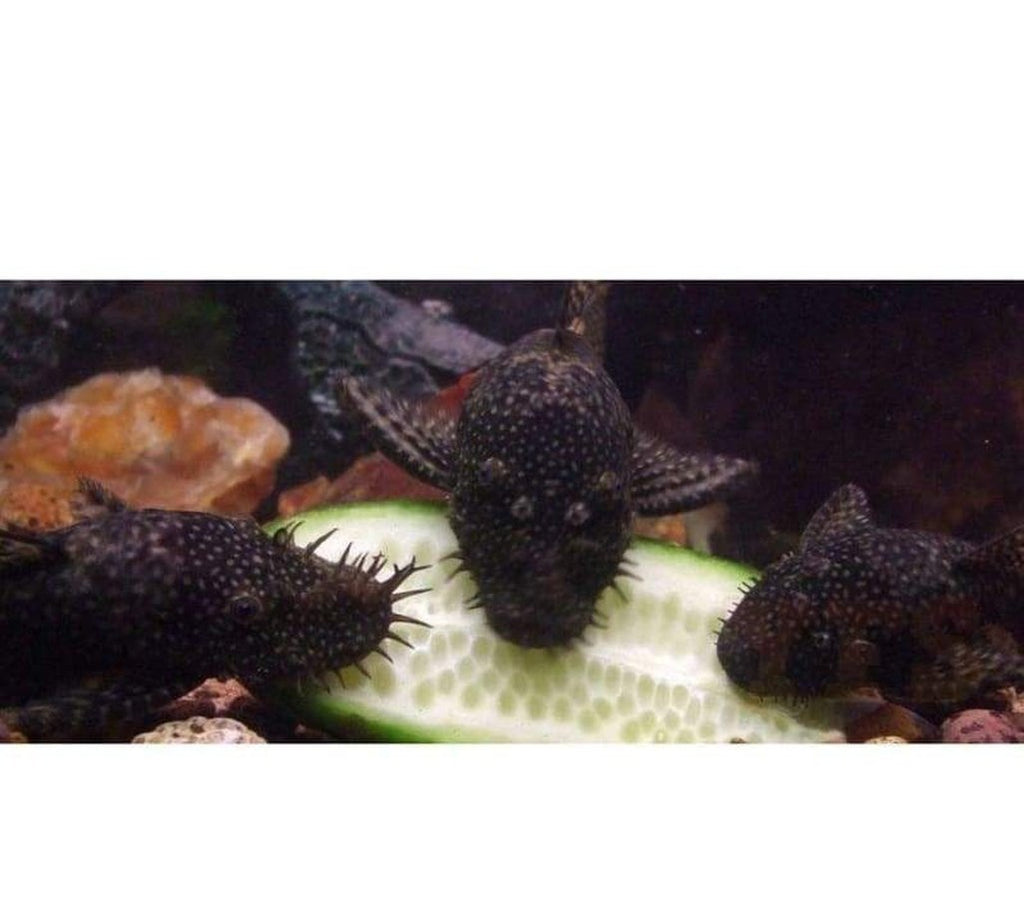 X10 Florida Bristlenose Pleco Sm/Med 1" - 1 /2" Tank Cleaners! + x10 Assorted Plants Free Shipping