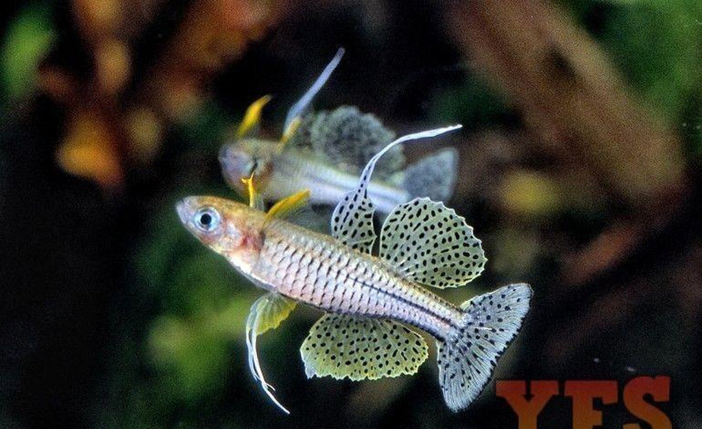 X10 Gertrudae Aru Ii Rainbow Freshwater Fish Package *Bulk Save