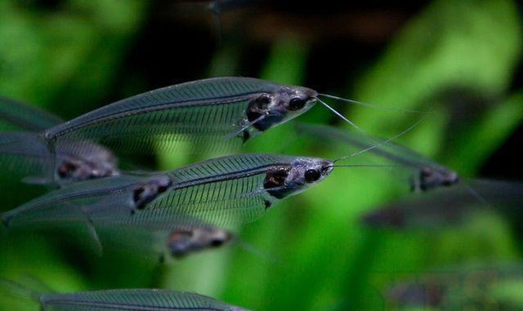 X10 Glass Cat Fish (Kryptopterus Vitreolus) Live Freshwater Tropical X-Ray Cat