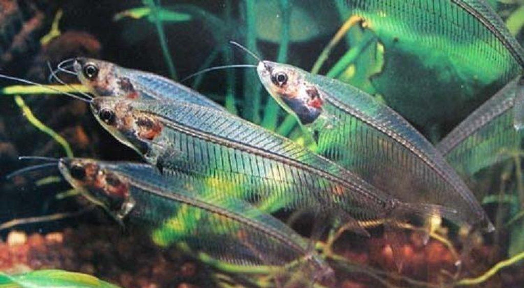 X10 Glass Catfish Sml/Med 1" - 2" Each - Freshwater Fish