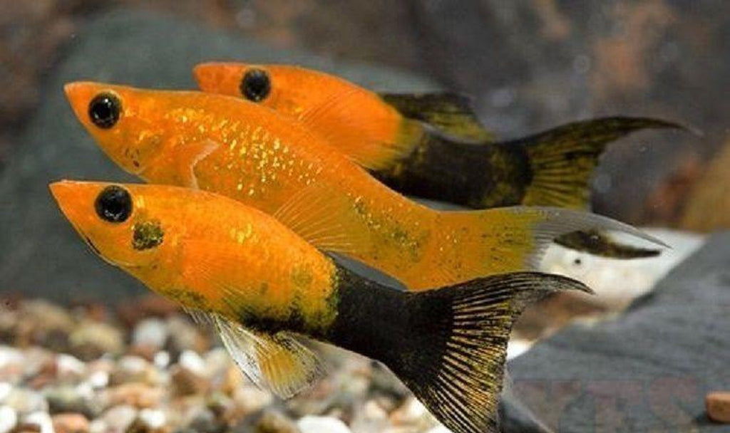 X10 Gold Dust Molly Fish Sml/Med 1" - 2" - Freshwater Fish Free Shipping