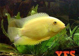 X10 Gold Severum Cichlids Sml/Med 1" - 2" Each Freshwater Fish-Freshwater Fish Package-www.YourFishStore.com