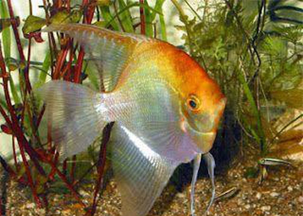 X10 Gold Veil Angel Fish Sm/Med 1"-2" Fresh Water