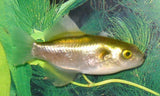 X10 Golden Puffer / Avocado Bronze Sml 1" - 2" Each-Freshwater Fish Package-www.YourFishStore.com