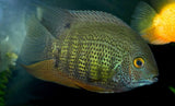 X10 Green Severum Cichlids Sml/Med 1" - 2" Each Freshwater Fish-Freshwater Fish Package-www.YourFishStore.com