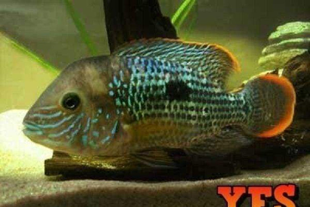 X10 Green Terror Cichlids Sml/Med 1" - 2" Each Freshwater Fish