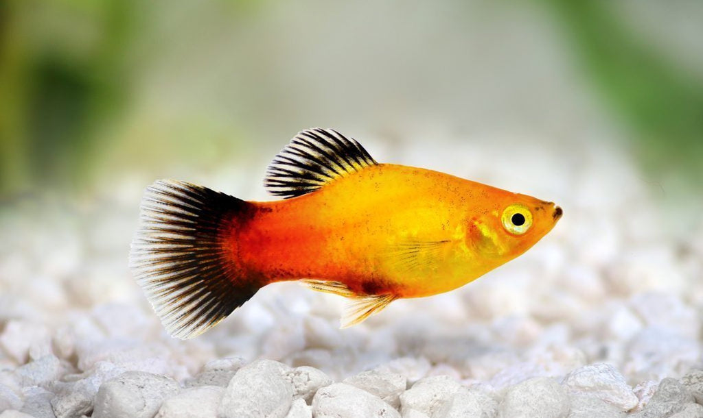 X10 HIGHFIN CANDY CRESCENT PLATY LIVE FISH PACKAGE - FREE SHIP - BULK SAVE