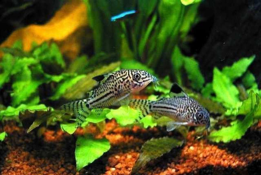 X10 Julii Corydoras Sml/Med 1" - 2" Each + x10 Assorted Freshwater Plants - Freshwater Fish