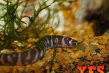 X10 Kuhlii Loach Sml 1" - 1 1/2" - Fish + x10 Assorted Plants Freshwater-Freshwater Fish Package-www.YourFishStore.com