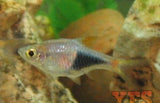 X10 Lavender Gourami Package Fish Live Sml/Med Bulk Save-Freshwater Fish Package-www.YourFishStore.com