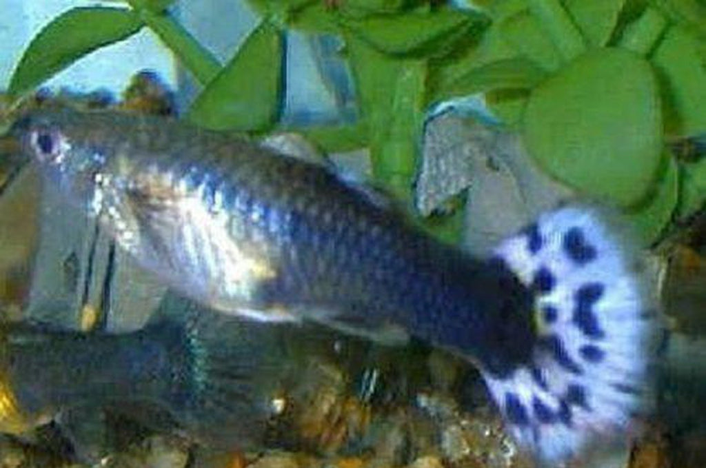 X10 Males / X10 Females - Blue Variegated Guppy Pair - Fish Live