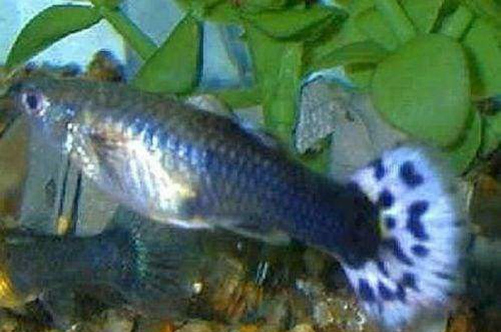 X10 Males / X10 Females - Blue Variegated Guppy Pair + x10 Assorted Plants - Fish Live