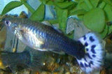 X10 Males / X10 Females - Blue Variegated Guppy Pair + x10 Assorted Plants - Fish Live-Freshwater Fish Package-www.YourFishStore.com