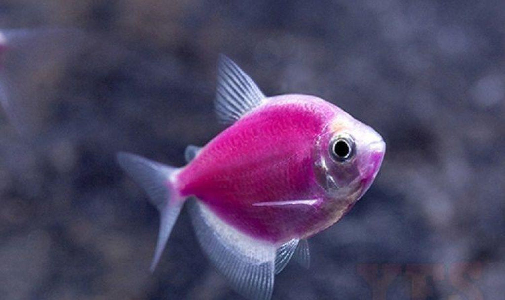 X10 Moonrise Pink Tetra - Live Fresh Water Glow Glo Fish