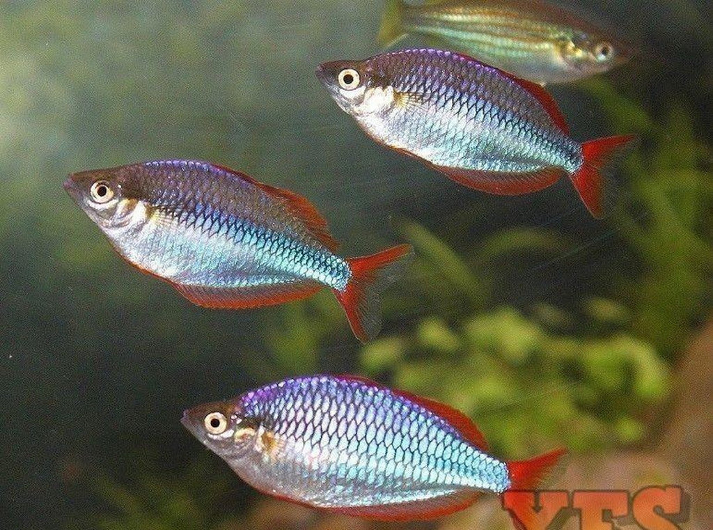 X10 Neon Rainbow Med 1" - 2" Freshwater Fish Package