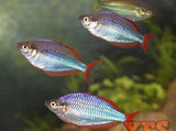 X10 Neon Rainbow Med 1" - 2" Freshwater Fish Package-Rainbowfish-www.YourFishStore.com