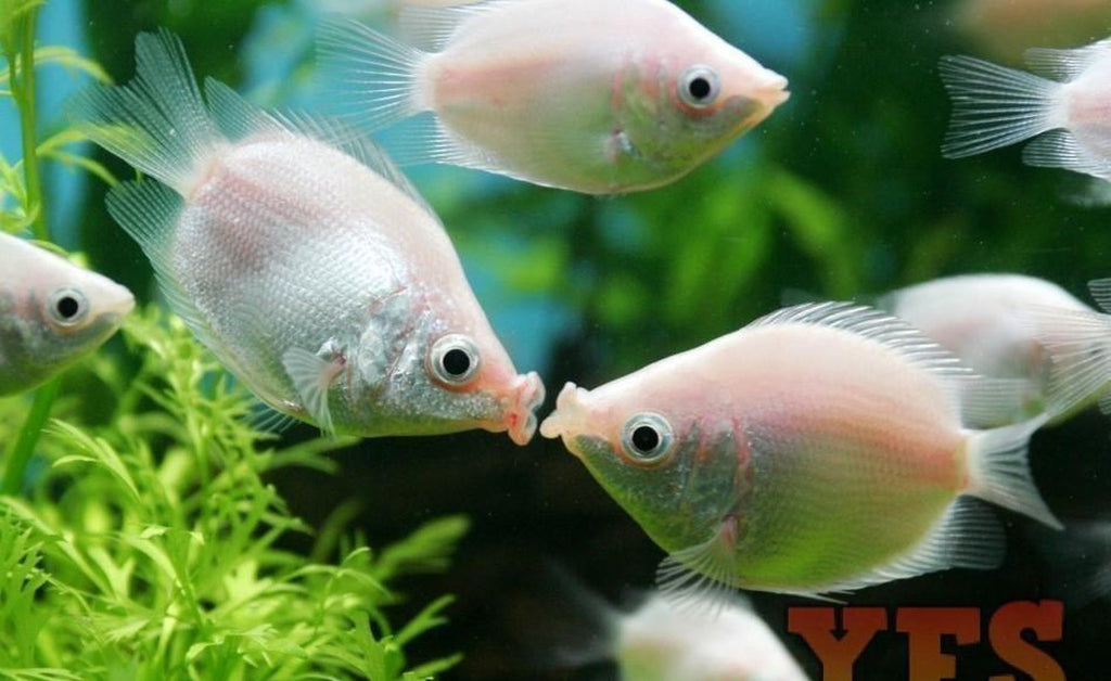X10 Pink Kissing Gourami Package Fish Live Sml/Med Bulk Save