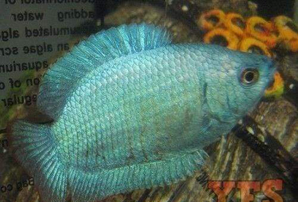 X10 Powder Blue Dwarf Gourami Package Fish Live Sml/Med Bulk Save