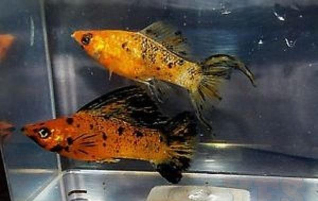 X10 Red Sunset Sailfin Molly Sml/Med 1" - 2" - Freshwater Fish Free Shipping