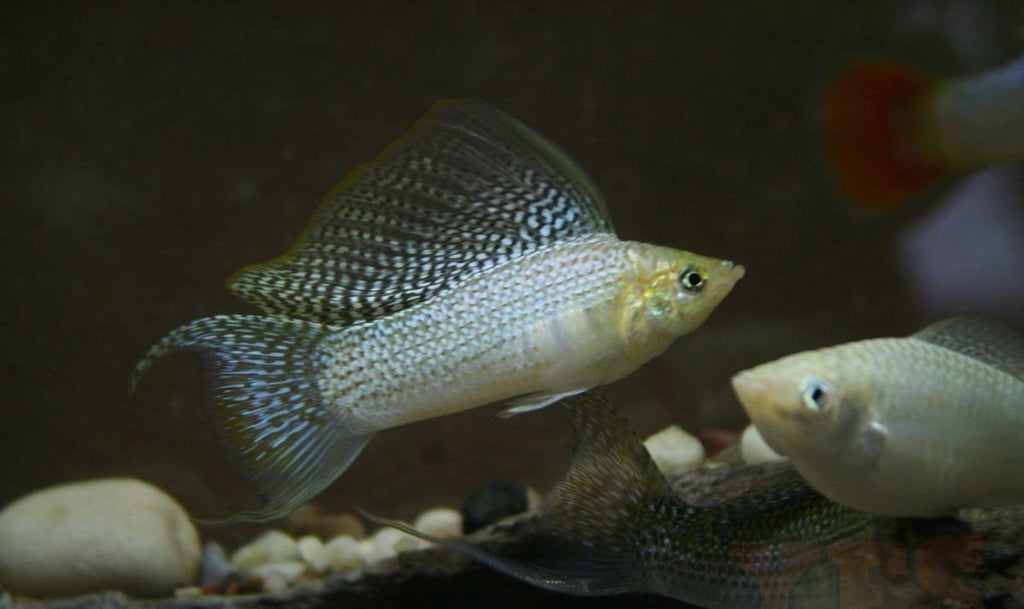 X10 Silver Lyretail Molly Sml/Med 1" - 2" - Freshwater Fish Free Shipping