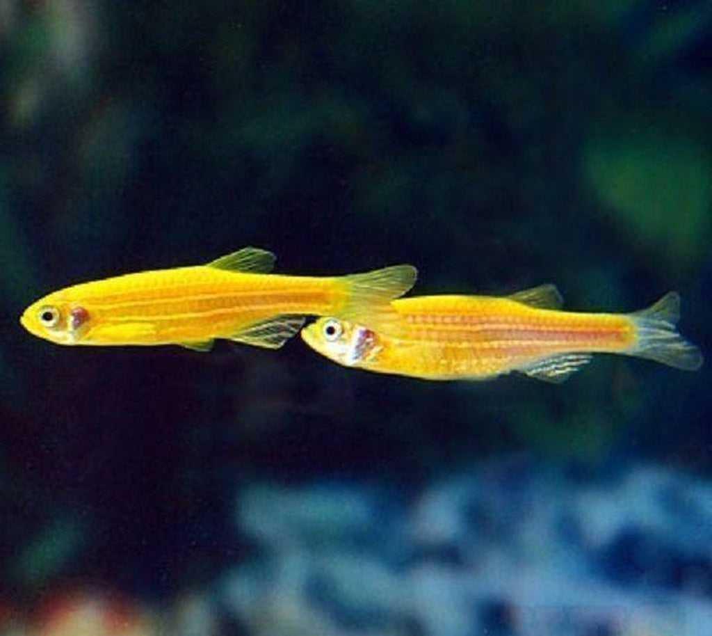 X10 Sunburst Orange Danio - Live Fresh Water Glow Glo Fish