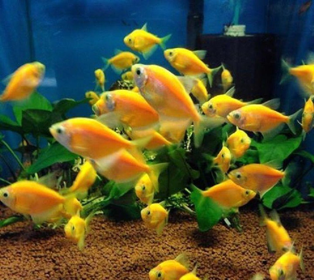 X10 Sunburst Orange Tetra - Live Fresh Water Glow Glo Fish