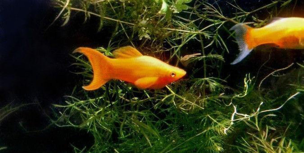 X10 Tangerine Lyretail Molly Sml/Med 1" - 2" - Freshwater Fish Free Shipping